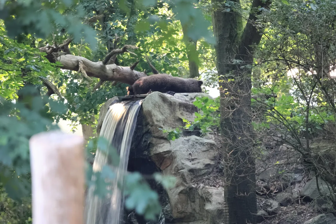 Bear sleeping