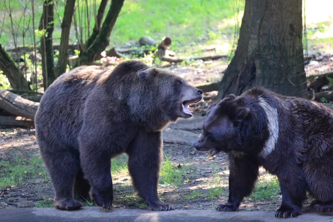 Bears fighting