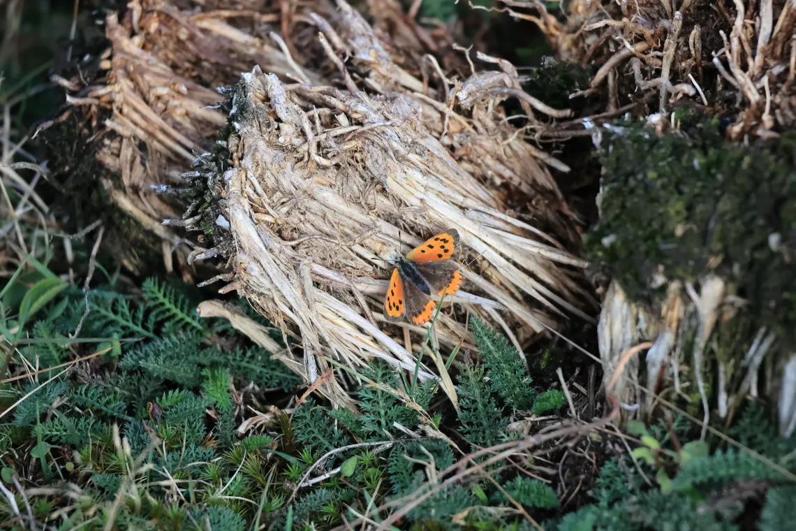 Small Copper butterfly