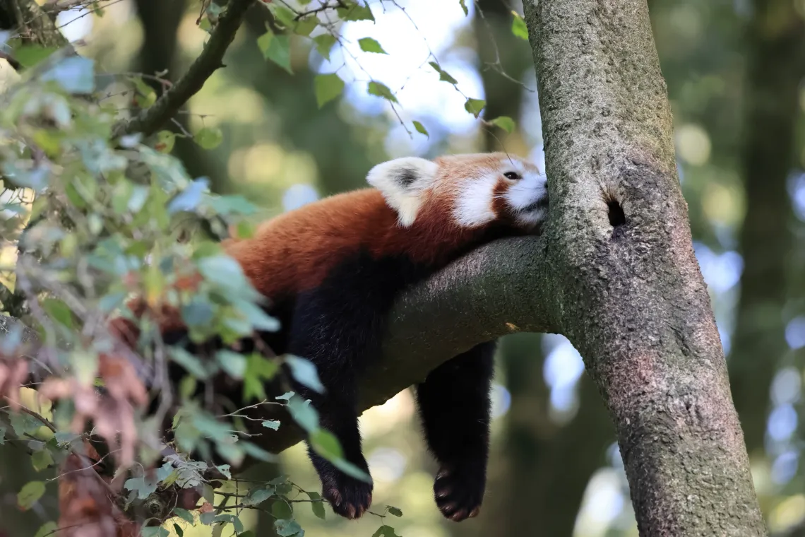 Red panda sleeping