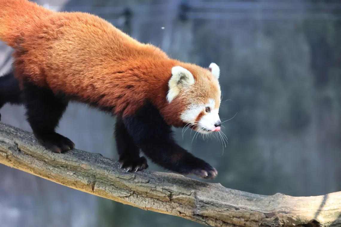 Red panda walking