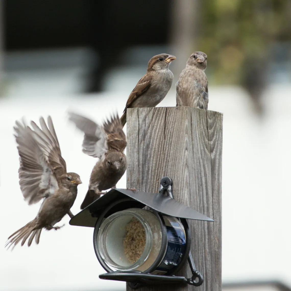 House sparrows