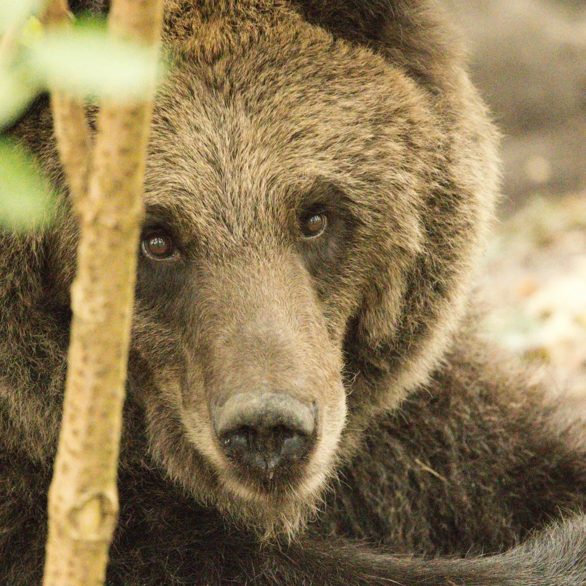 Brown bear – Kiri
