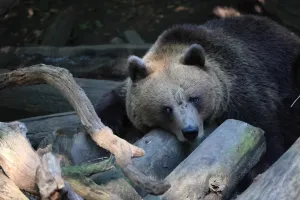 Bear relaxing