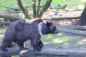 Bear walking