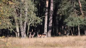 Herd of fallow deer