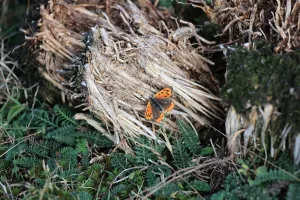Small Copper butterfly