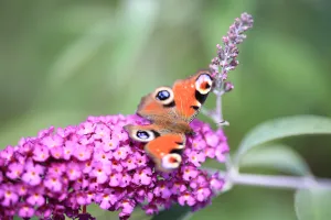 Peacock butterfly