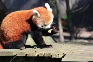 Red panda eating