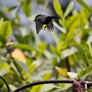 Blue-black grassquit