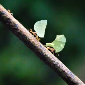 Hairy-headed leafcutter ants